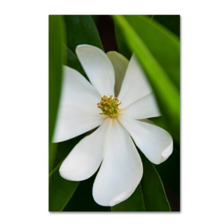 Trademark Fine Art Kurt Shaffer 'White Magnolia Flower' Canvas Art, 16x24 KS0133-C1624GG